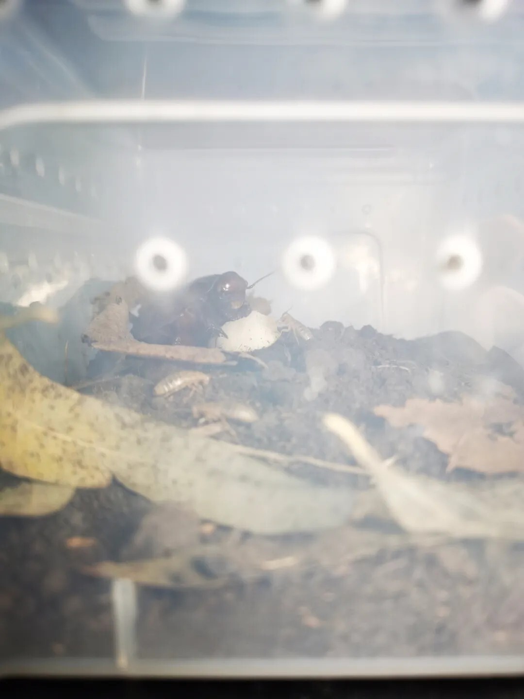 犀牛蟑螂 Macropanesthia rhinoceros