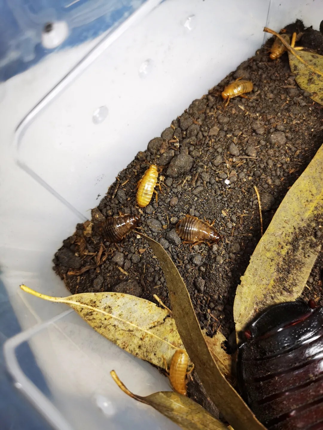 犀牛蟑螂 Macropanesthia rhinoceros