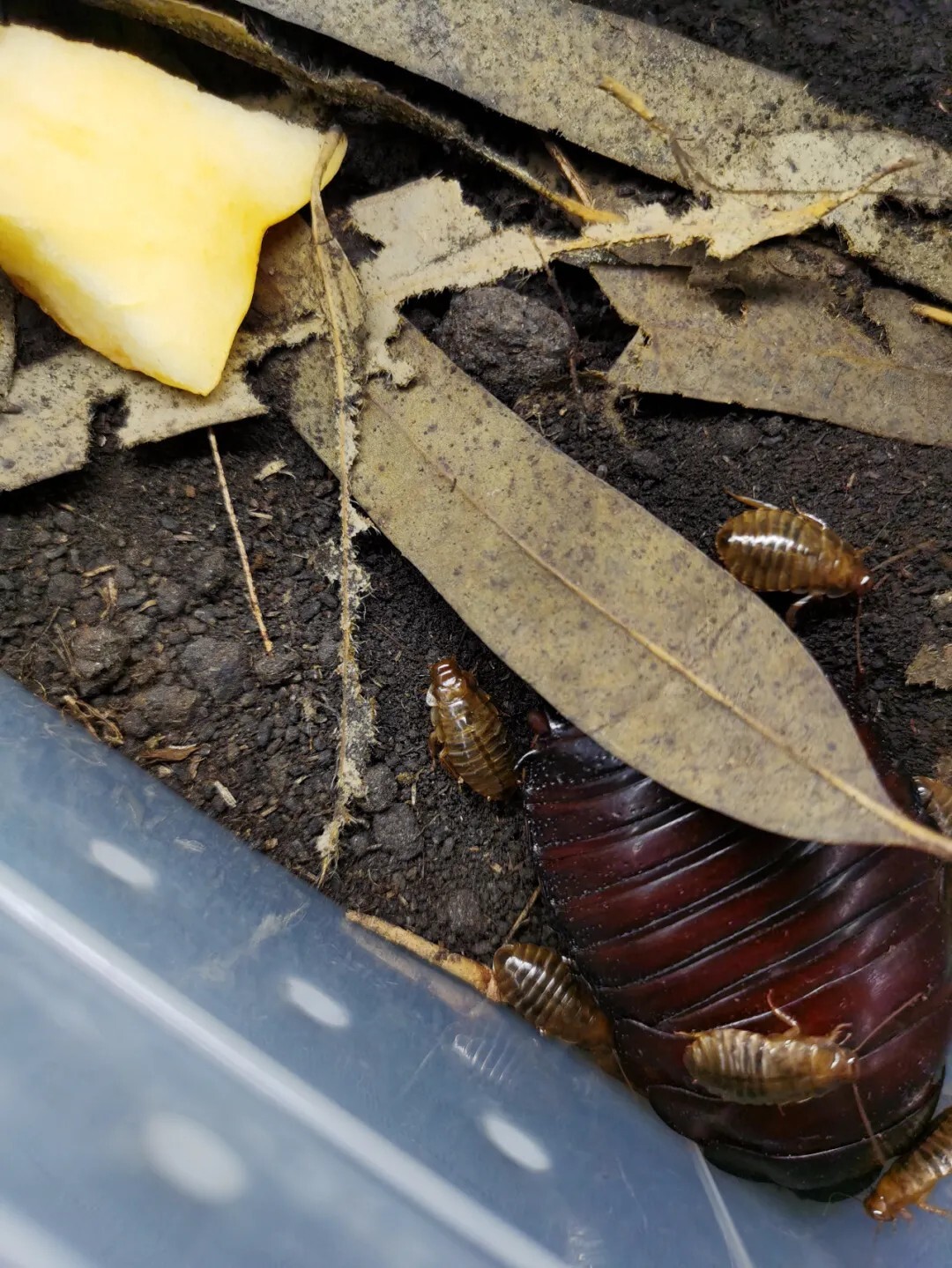 犀牛蟑螂 Macropanesthia rhinoceros