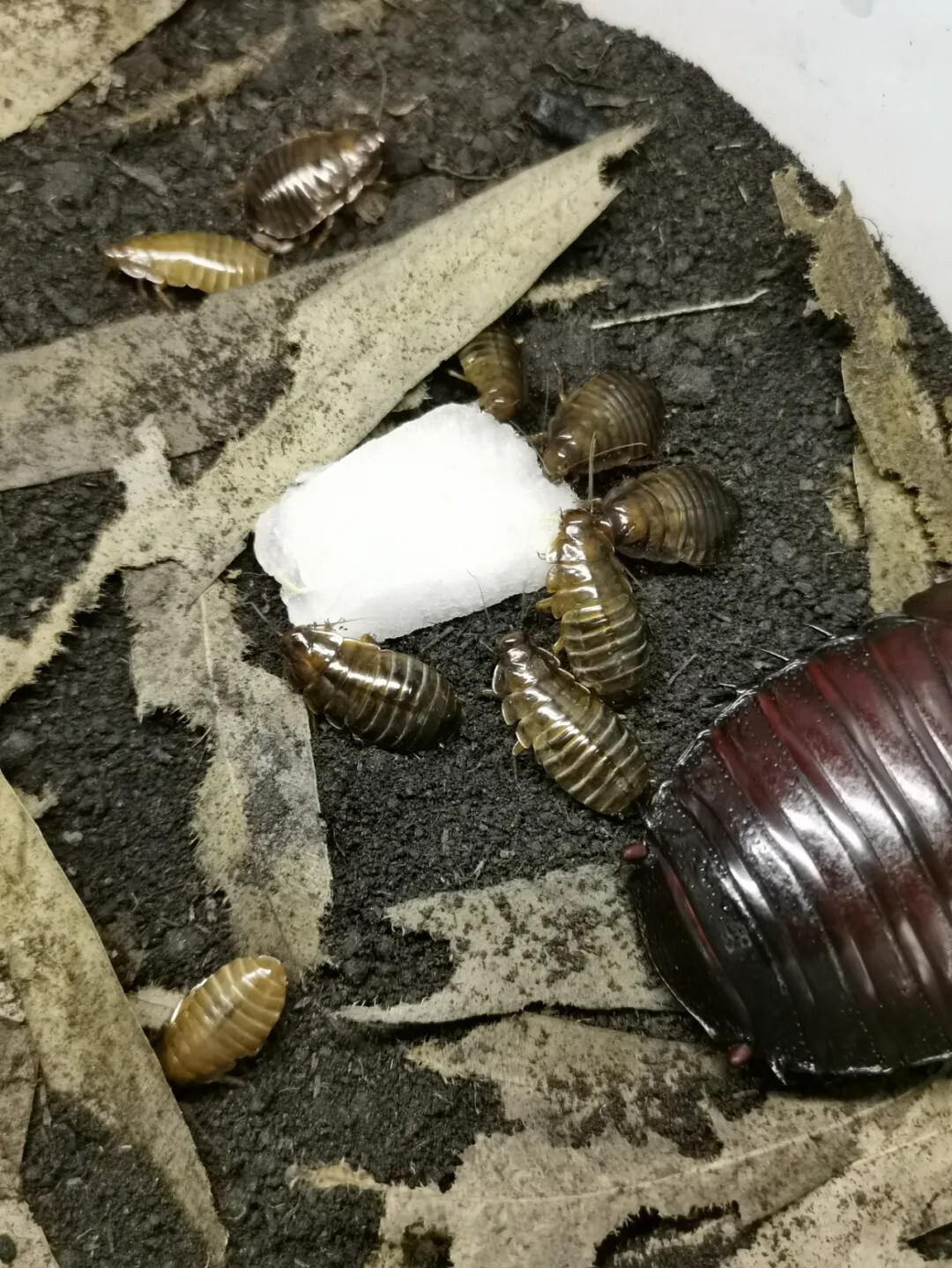 犀牛蟑螂 Macropanesthia rhinoceros