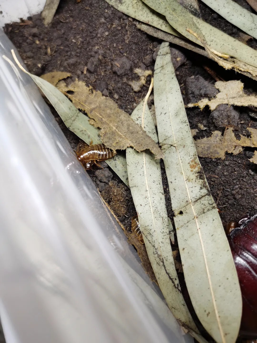 犀牛蟑螂 Macropanesthia rhinoceros
