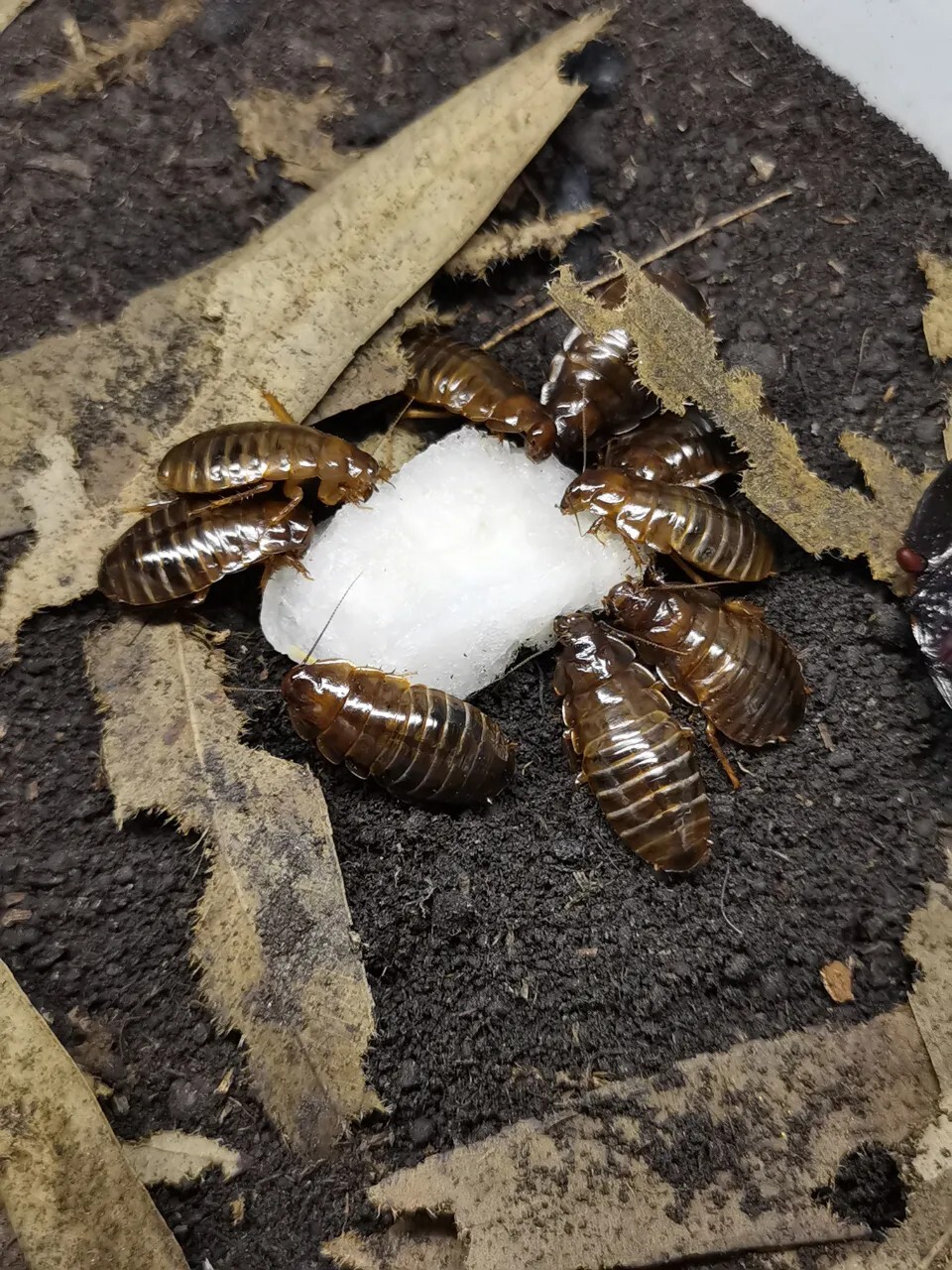 犀牛蟑螂 Macropanesthia rhinoceros