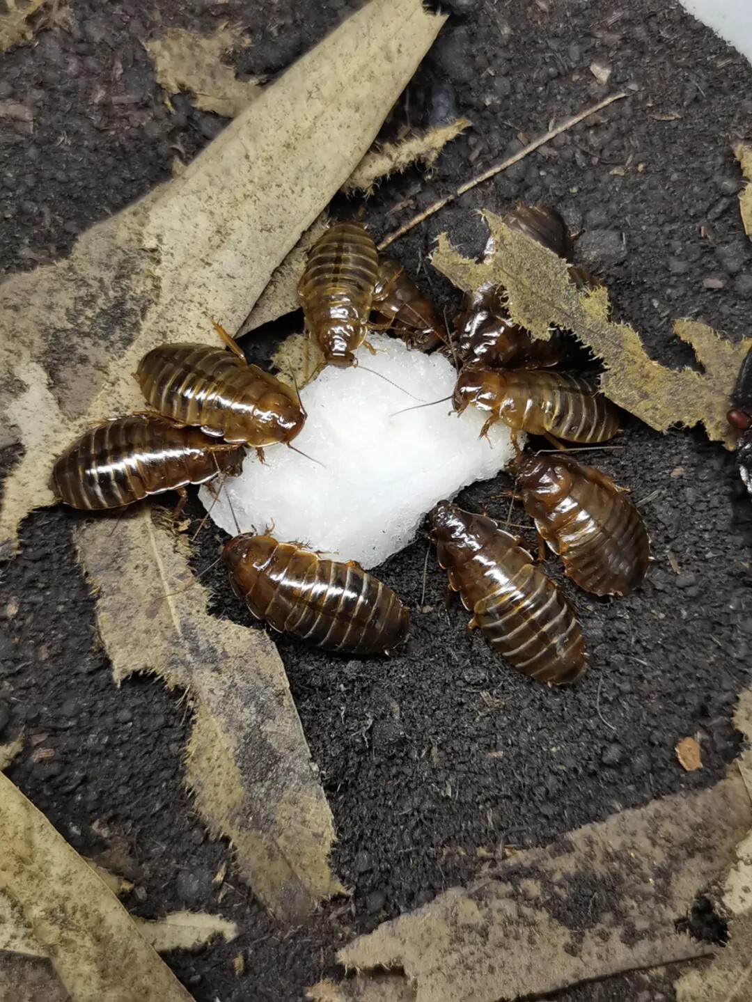 犀牛蟑螂 Macropanesthia rhinoceros