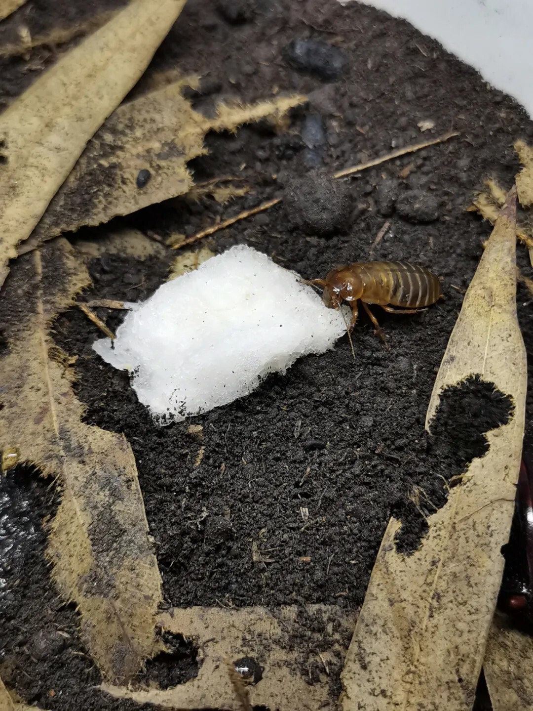 犀牛蟑螂 Macropanesthia rhinoceros