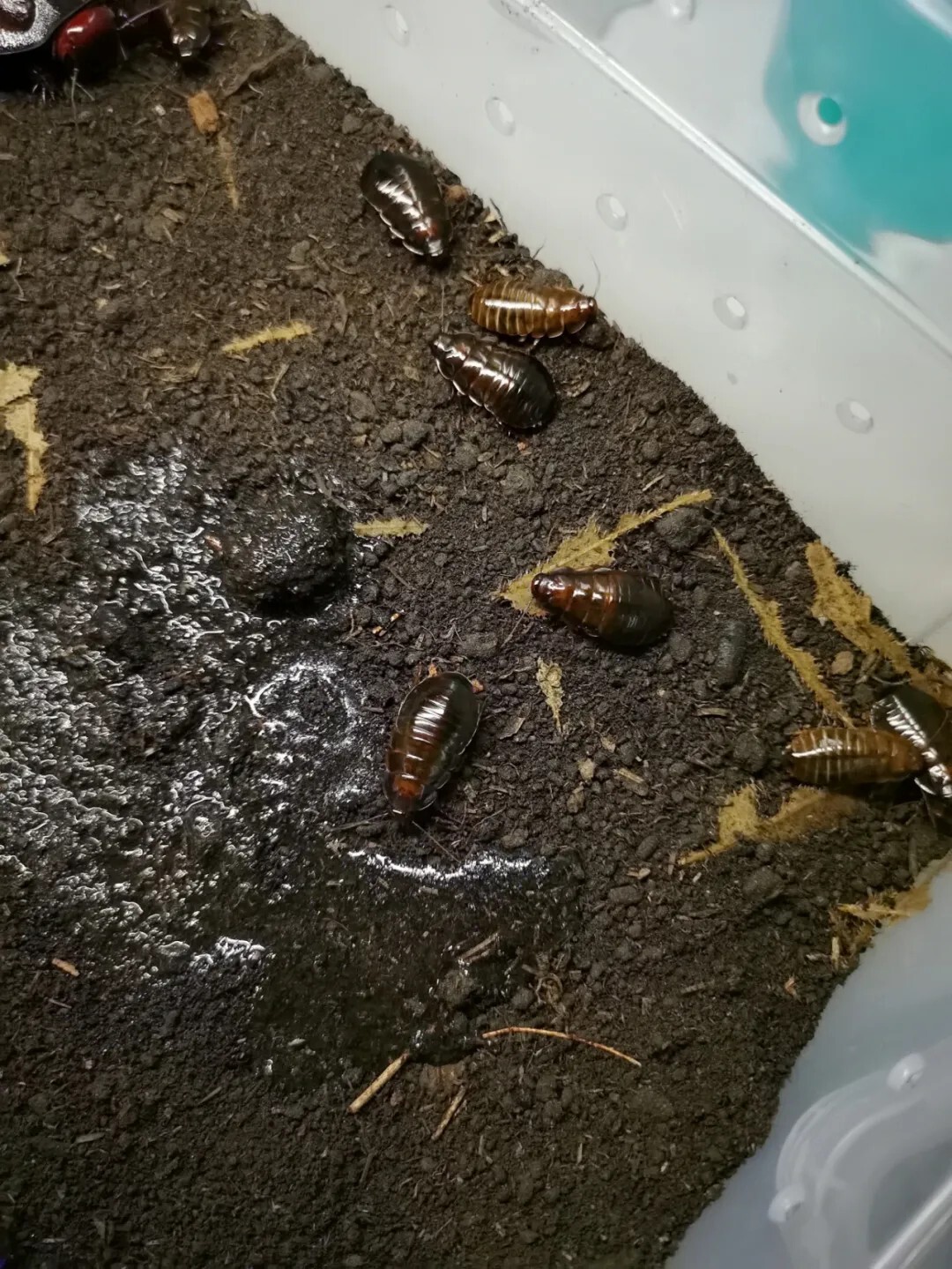 犀牛蟑螂 Macropanesthia rhinoceros