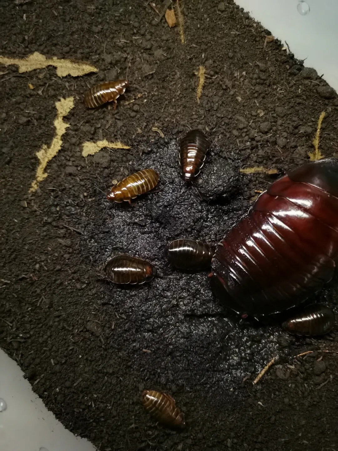 犀牛蟑螂 Macropanesthia rhinoceros