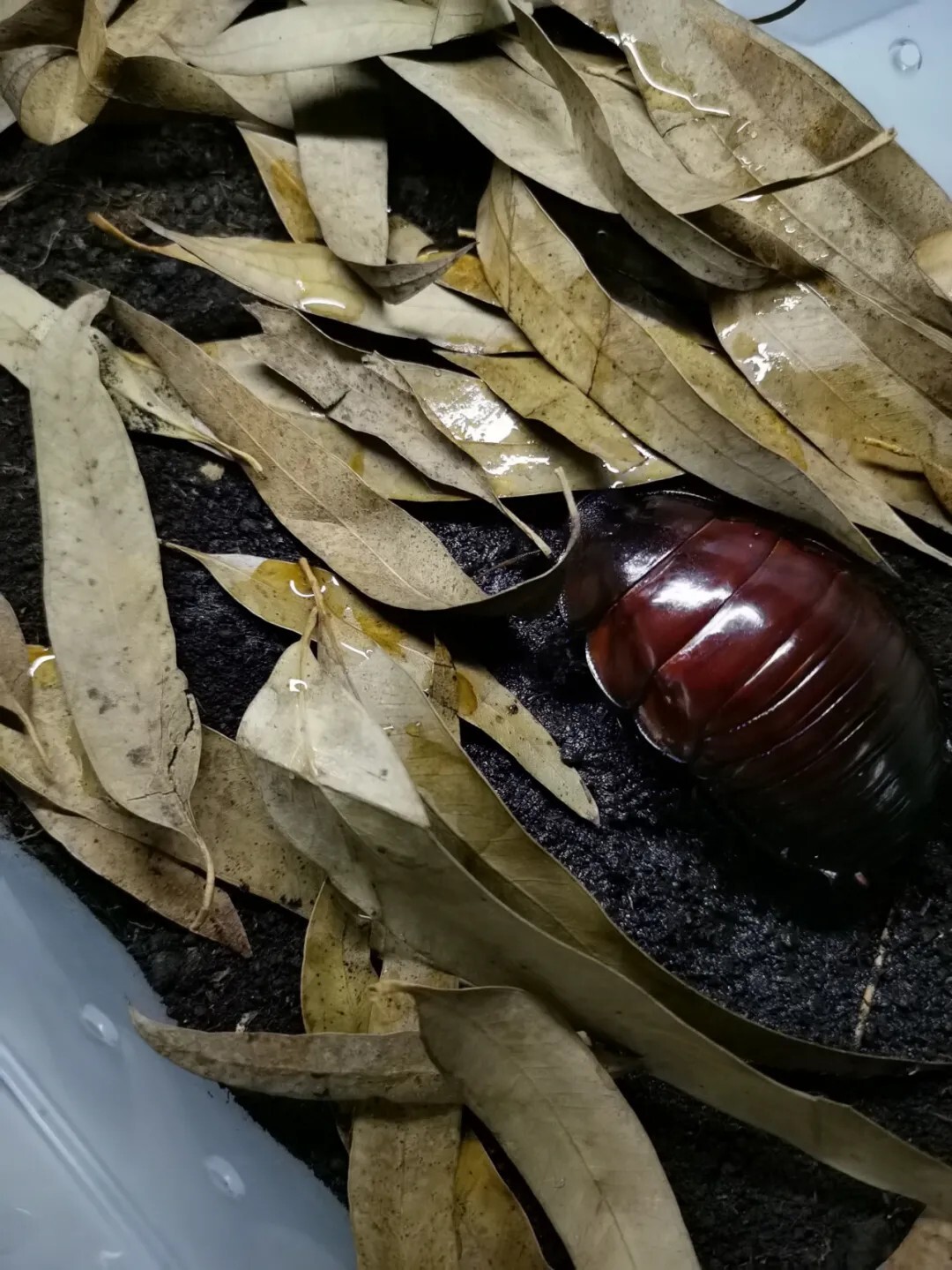 犀牛蟑螂 Macropanesthia rhinoceros