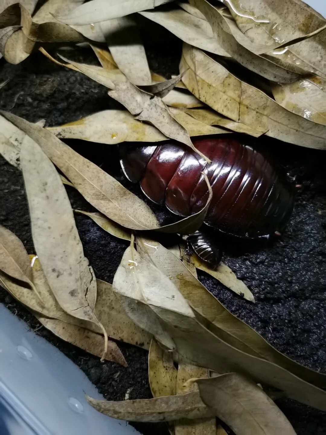 犀牛蟑螂 Macropanesthia rhinoceros