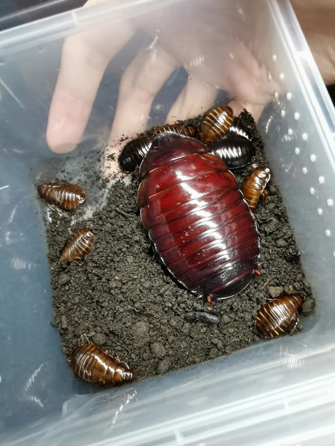 犀牛蟑螂 Macropanesthia rhinoceros