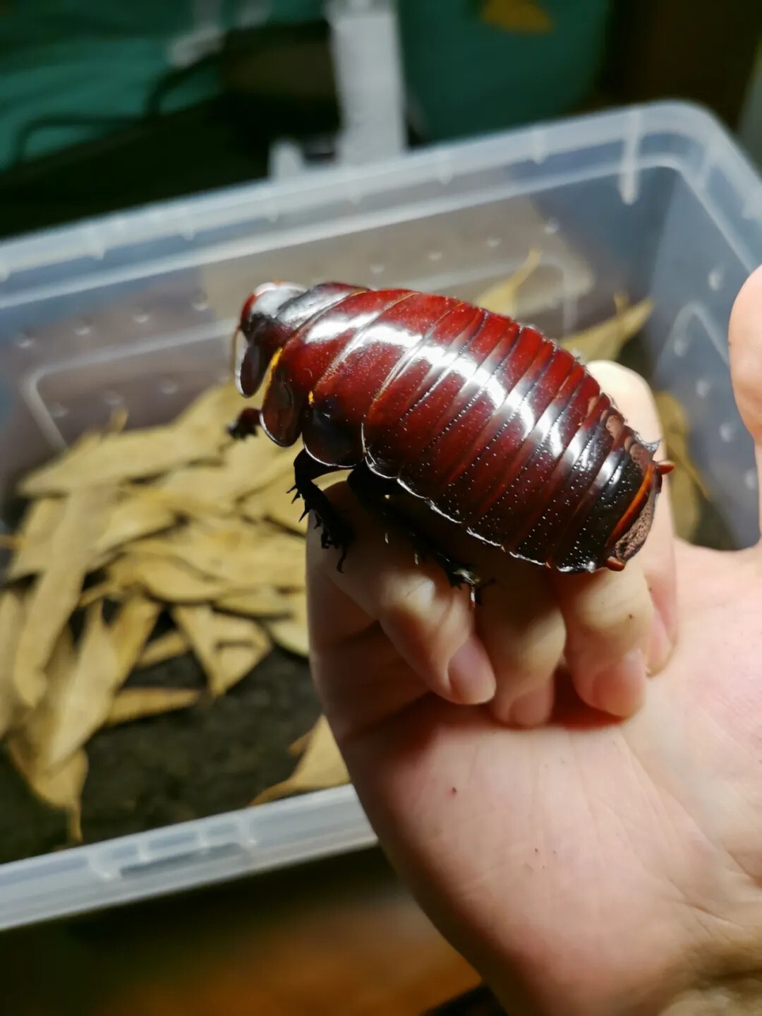 犀牛蟑螂 Macropanesthia rhinoceros