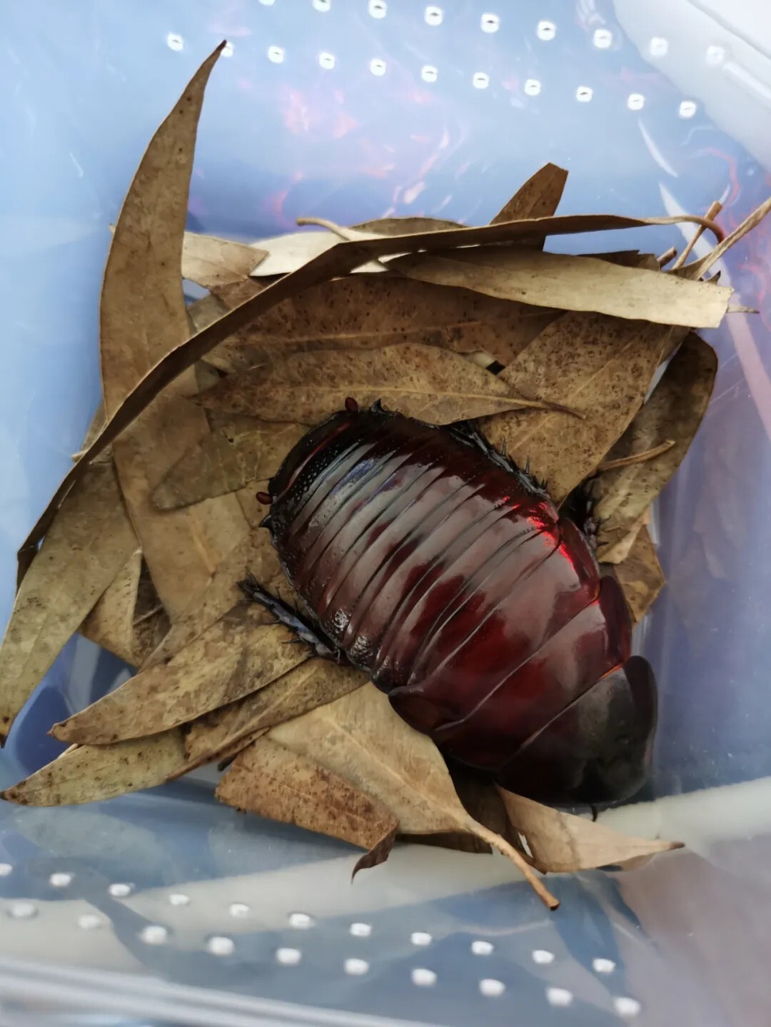 犀牛蟑螂 Macropanesthia rhinoceros