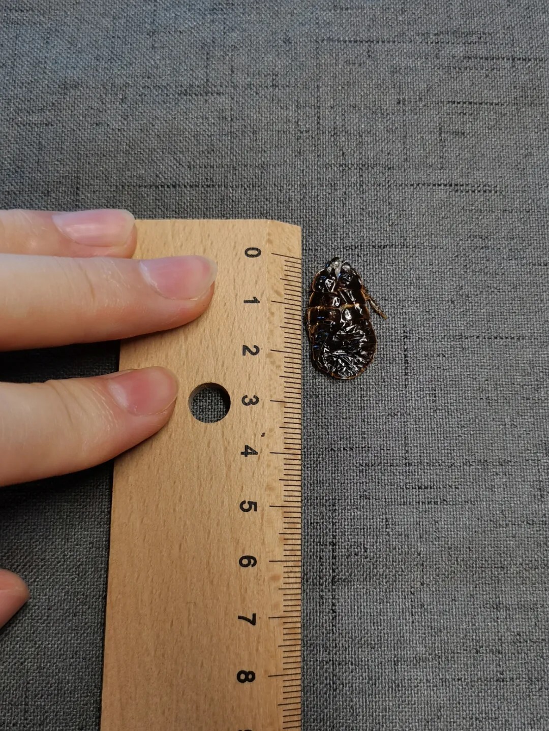 犀牛蟑螂 Macropanesthia rhinoceros