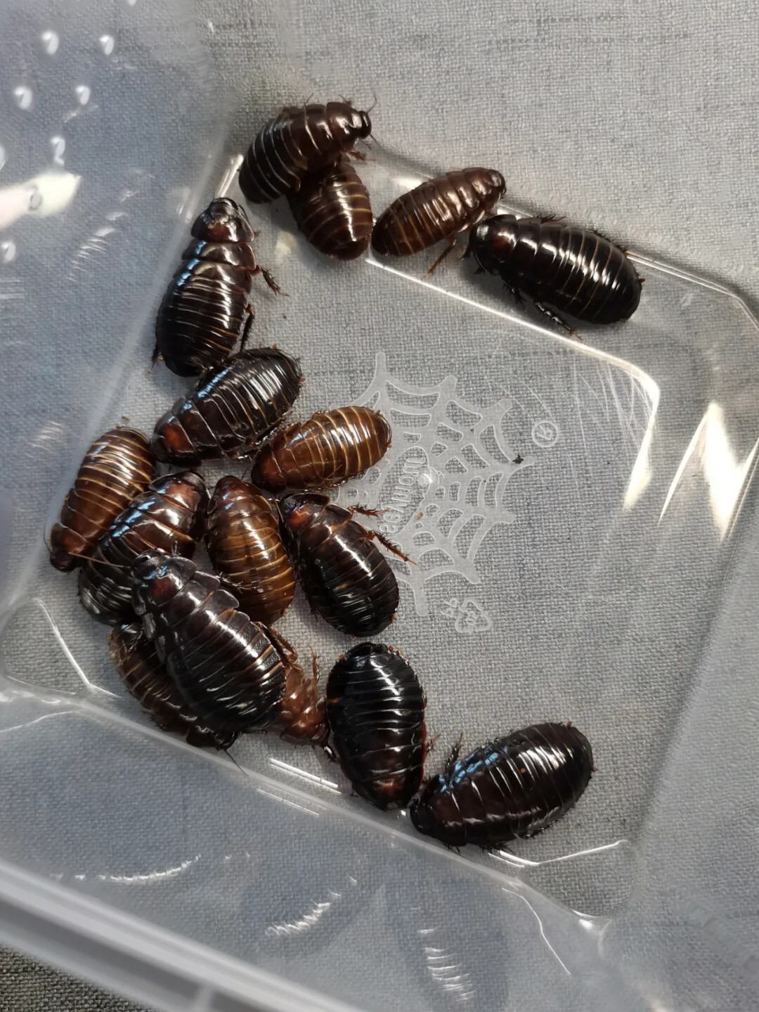 犀牛蟑螂 Macropanesthia rhinoceros