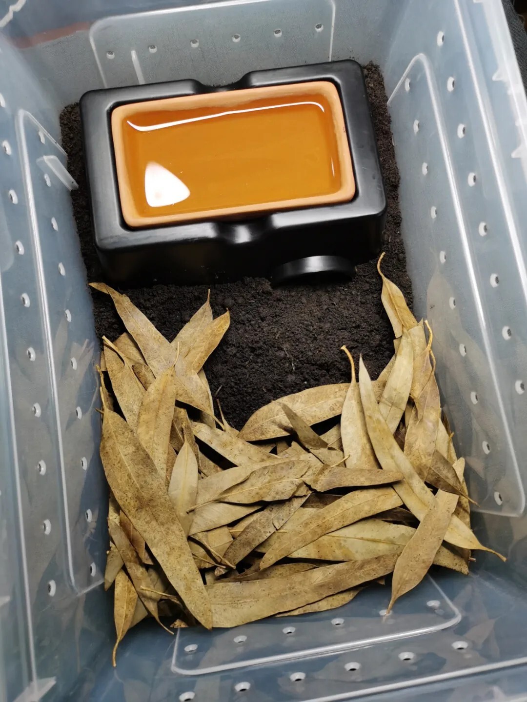 犀牛蟑螂 Macropanesthia rhinoceros