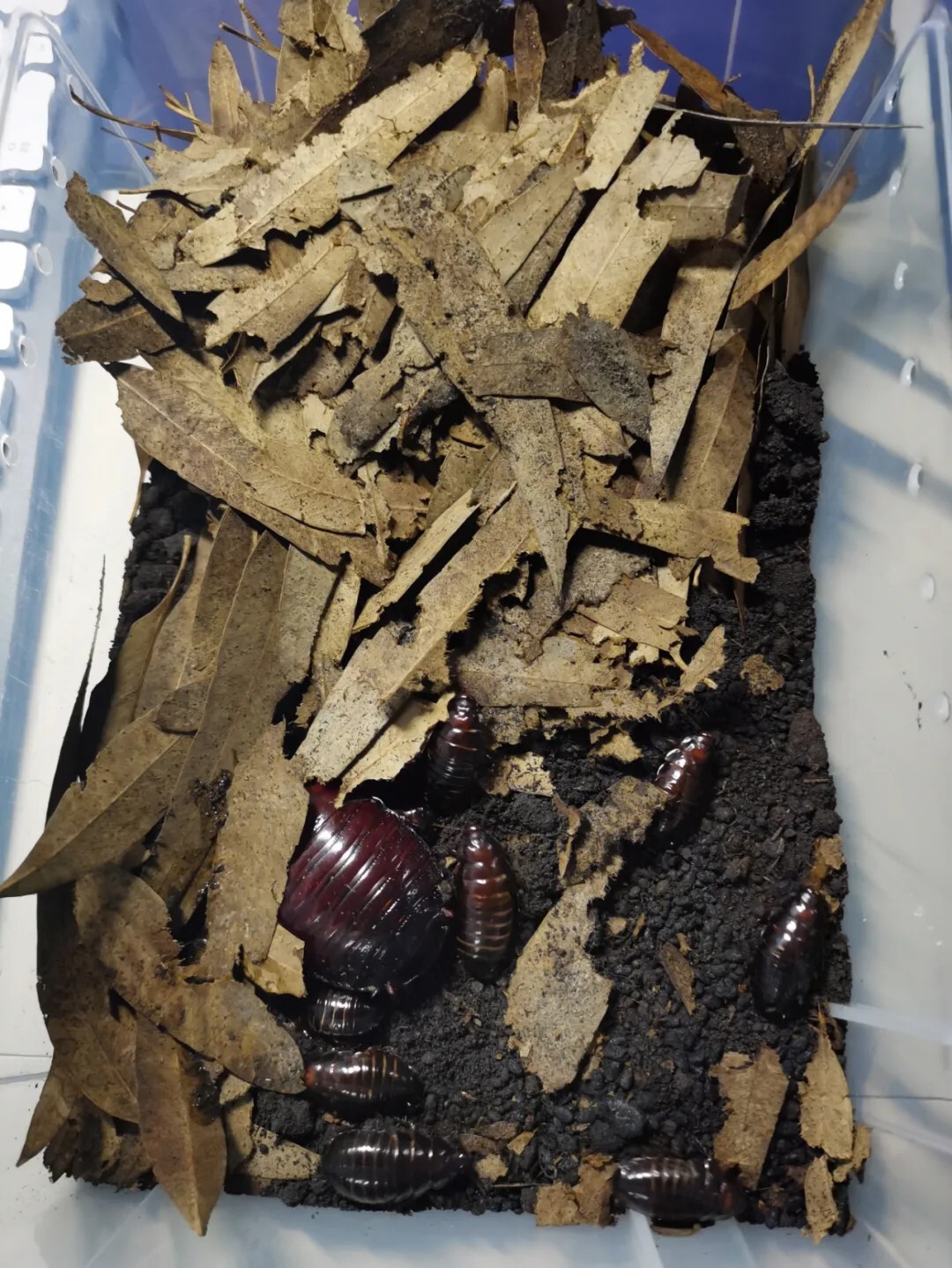 犀牛蟑螂 Macropanesthia rhinoceros
