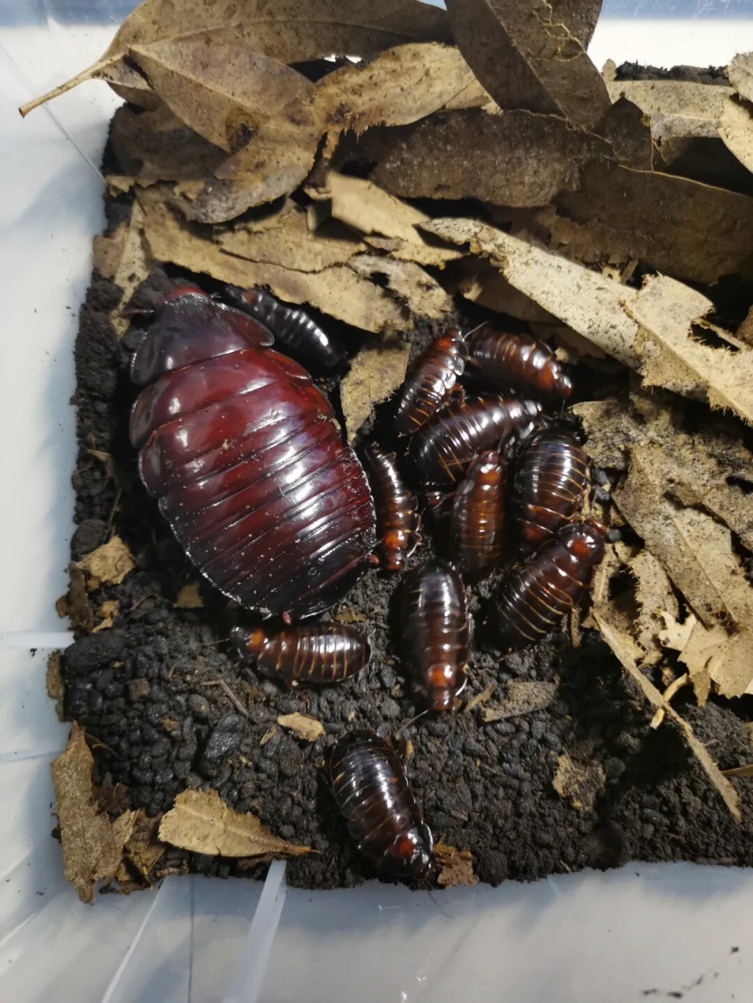 犀牛蟑螂 Macropanesthia rhinoceros