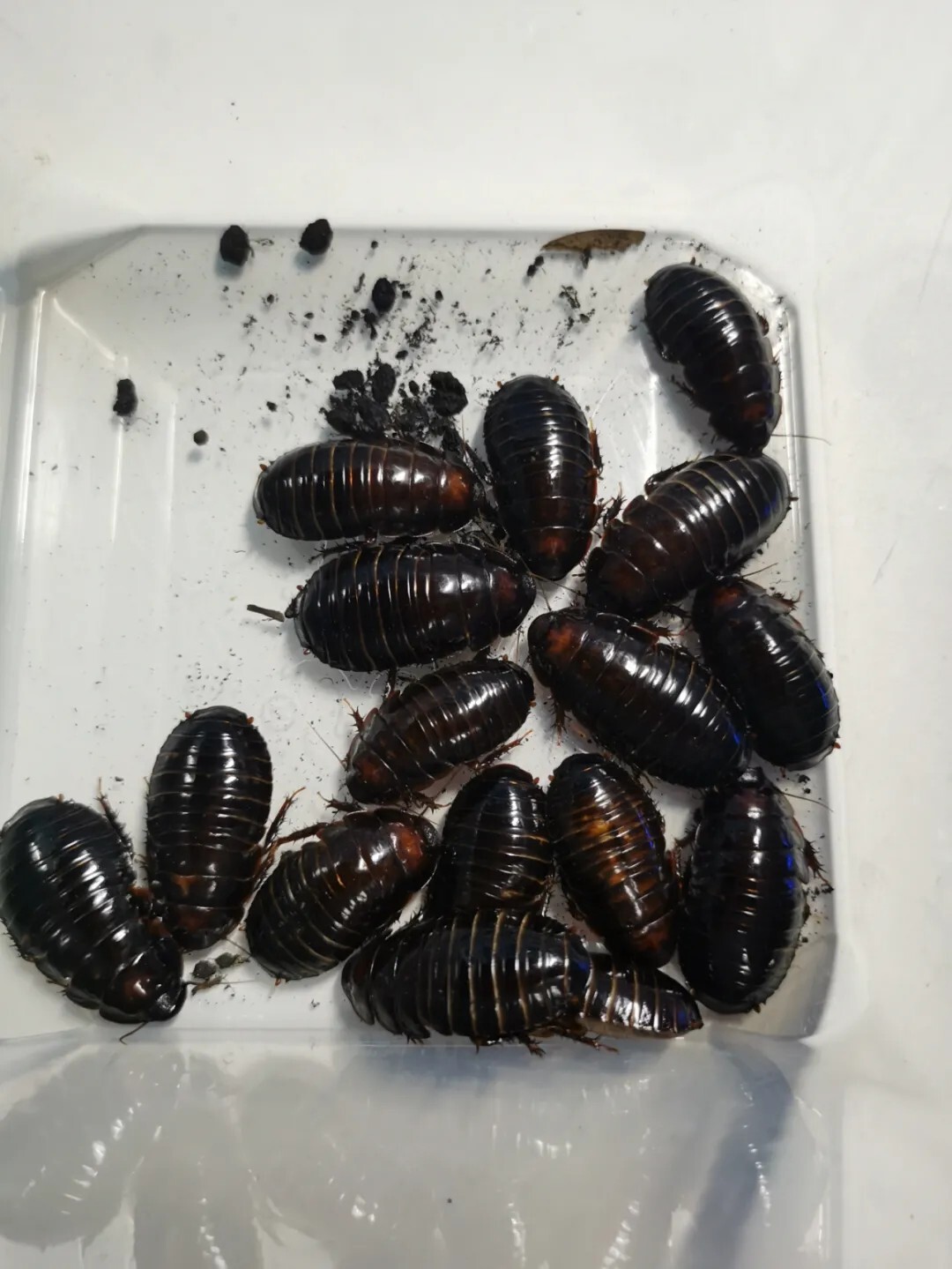 犀牛蟑螂 Macropanesthia rhinoceros