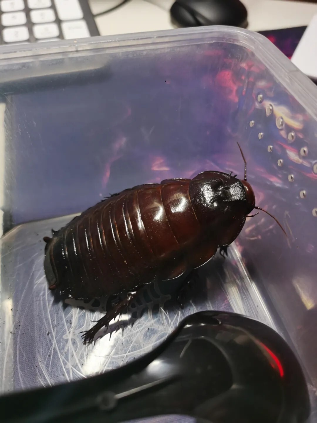 犀牛蟑螂 Macropanesthia rhinoceros
