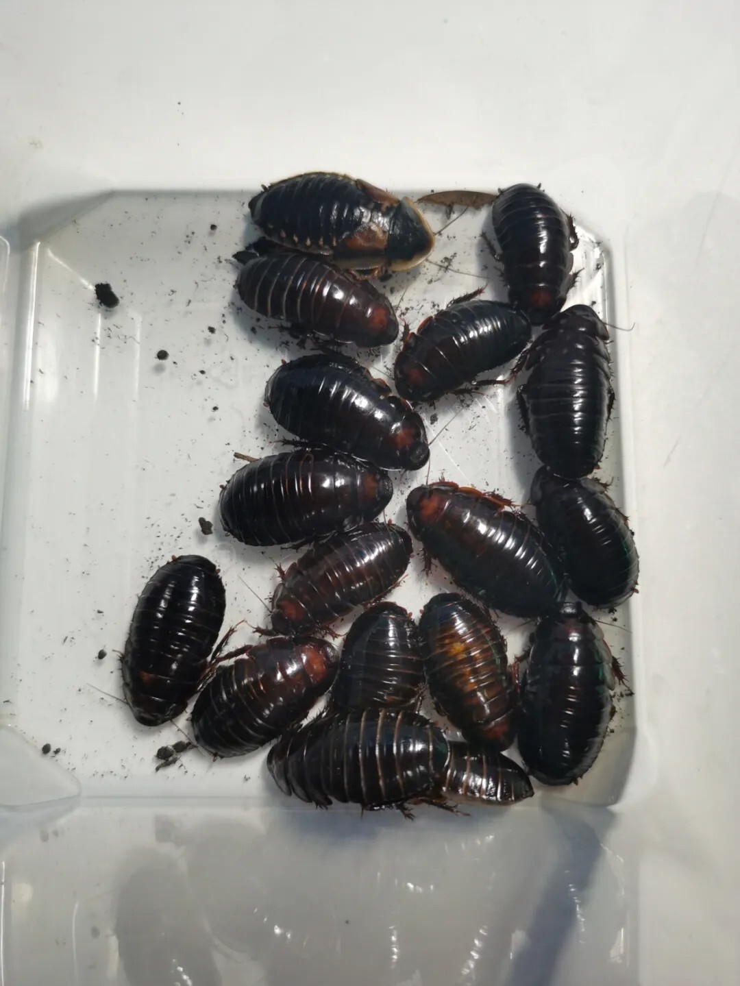 犀牛蟑螂 Macropanesthia rhinoceros