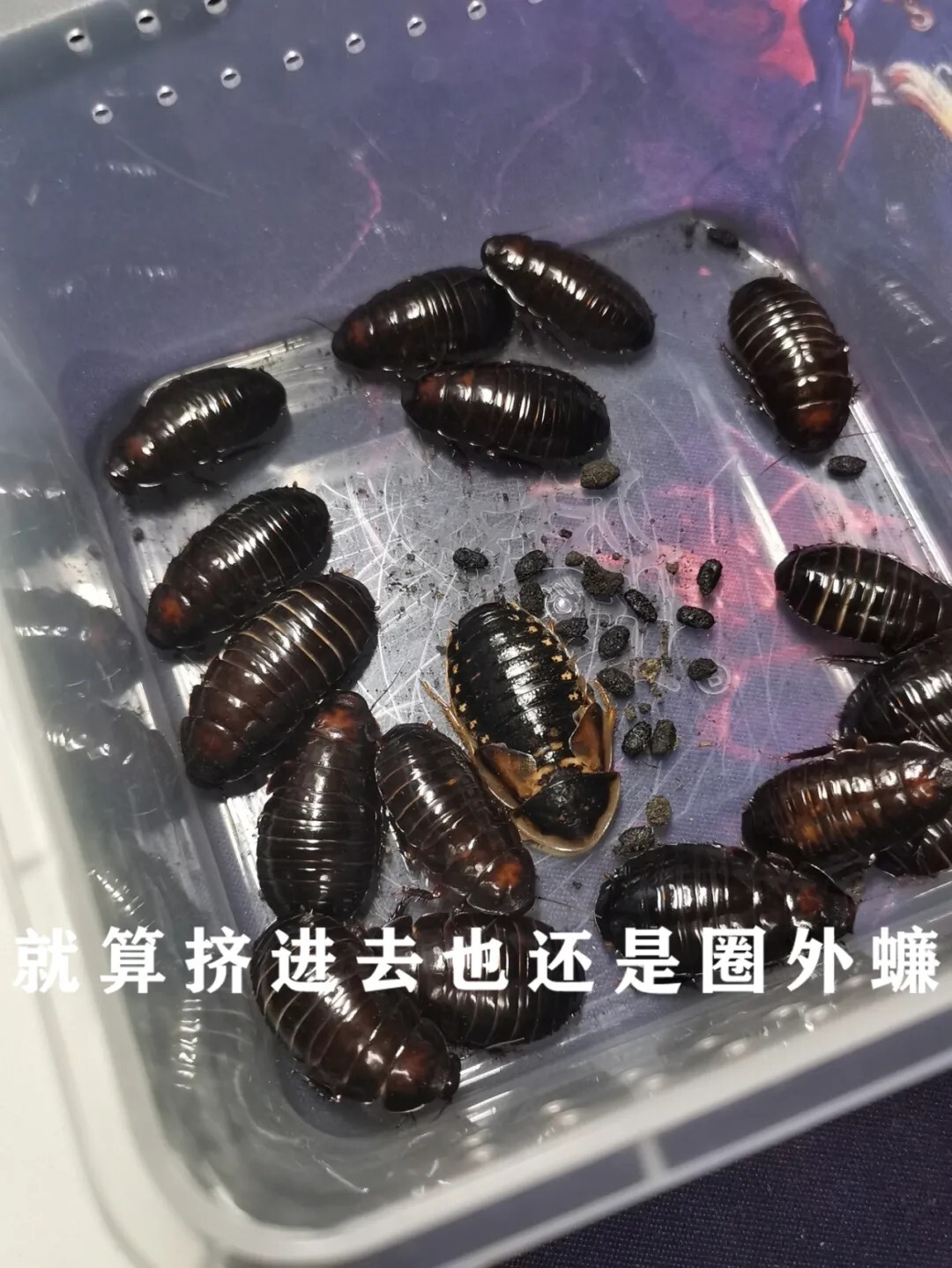 犀牛蟑螂 Macropanesthia rhinoceros