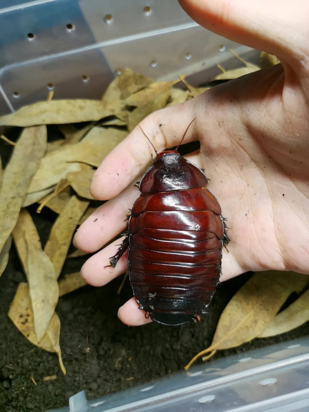 犀牛蟑螂 Macropanesthia rhinoceros