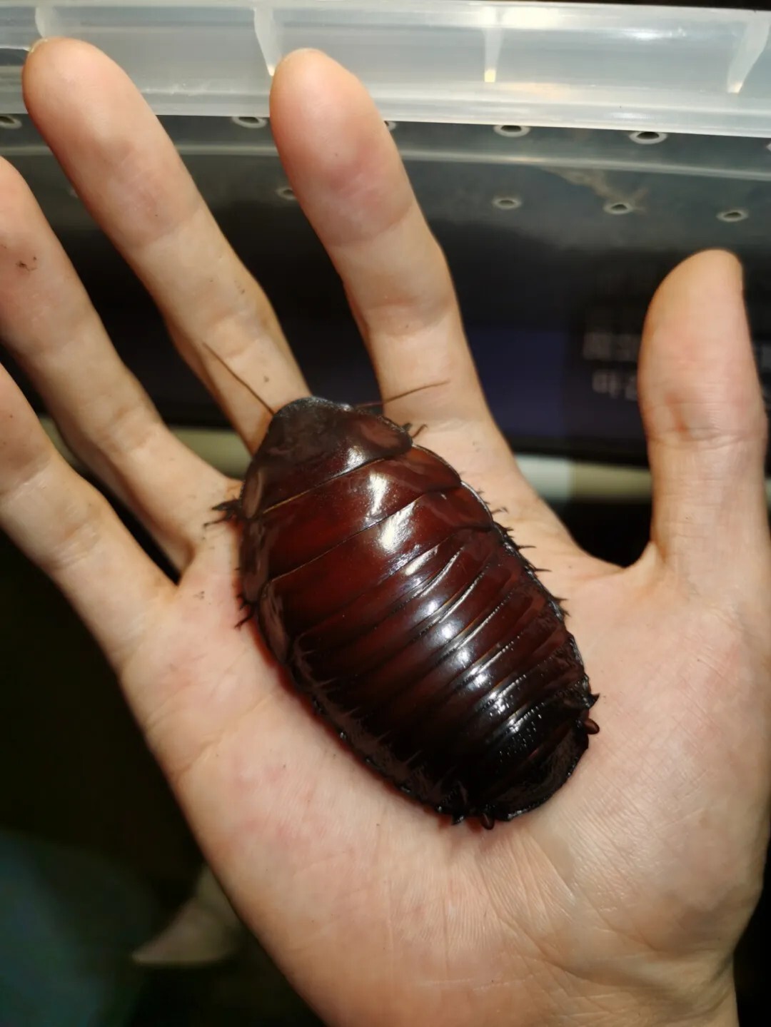犀牛蟑螂 Macropanesthia rhinoceros