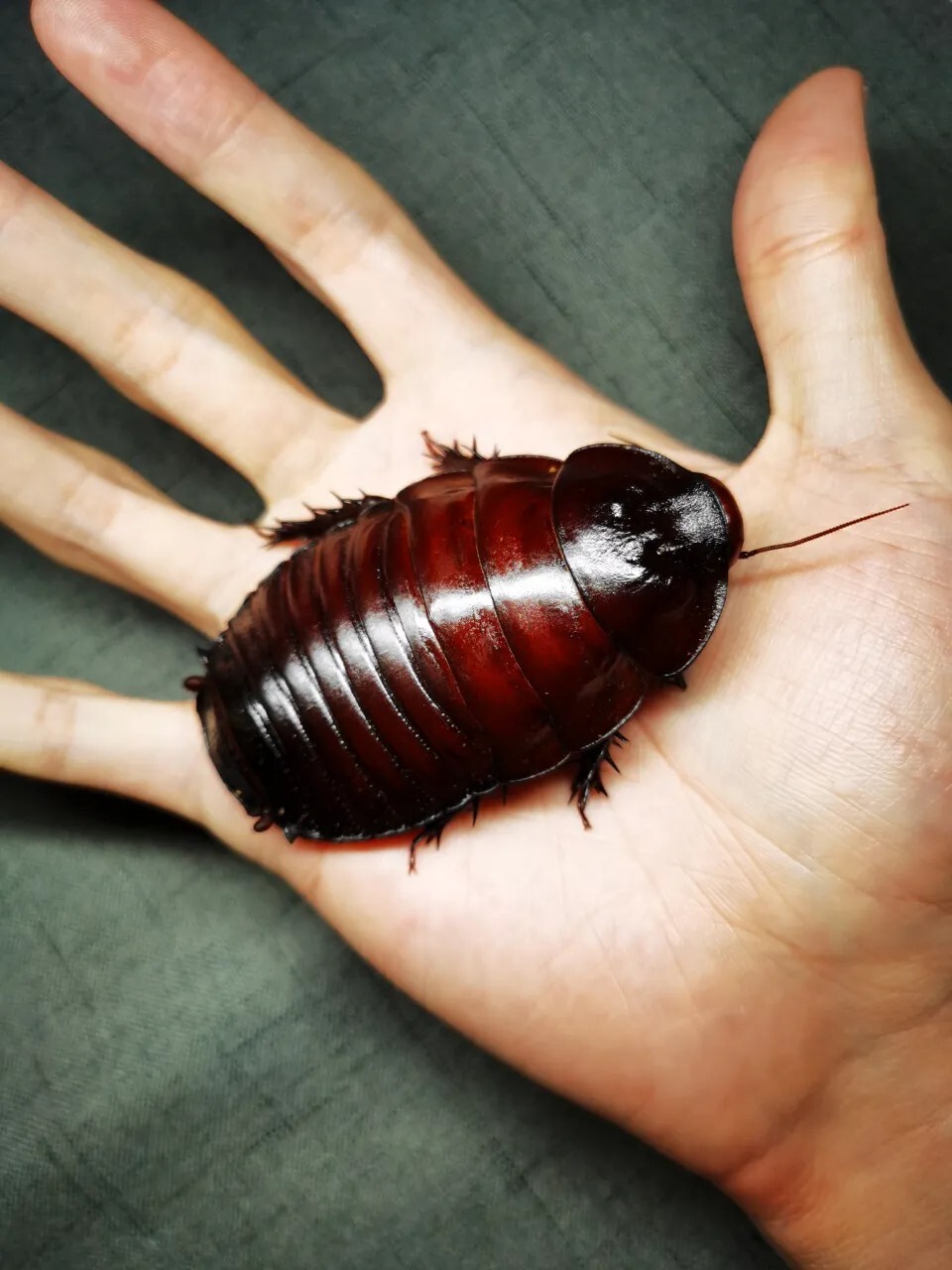 犀牛蟑螂 Macropanesthia rhinoceros