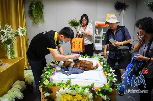 亲历宠物殡葬全过程，看得好心酸……