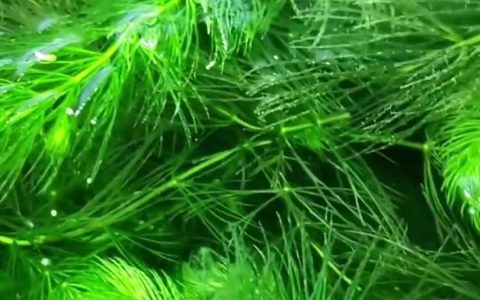 新手适合养什么水草？建议试试水榕