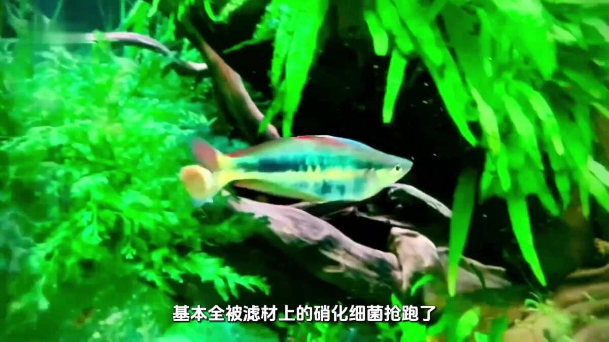 鱼缸菌膜是怎样形成的?如何处理