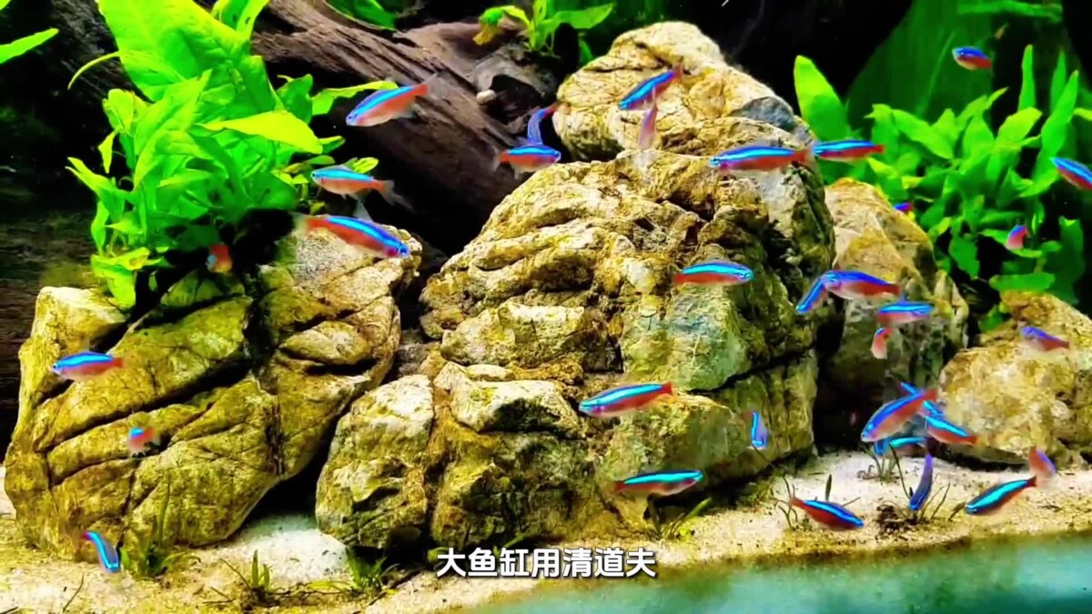 鱼缸菌膜是怎样形成的?如何处理