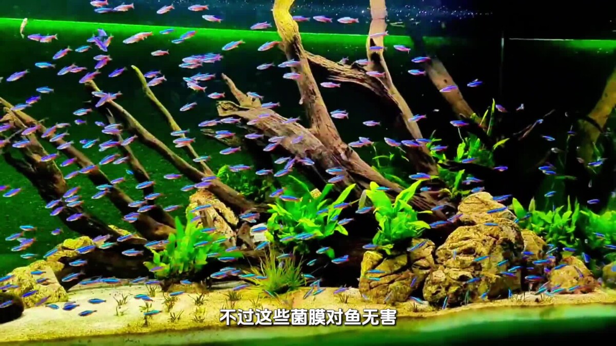 鱼缸菌膜是怎样形成的?如何处理