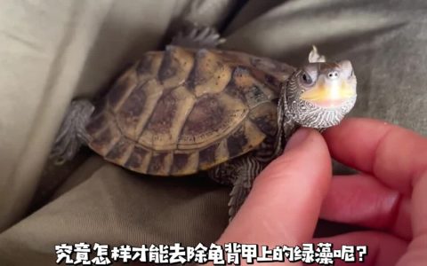 龟背除藻终极方法，100% 灭杀顽固根系！