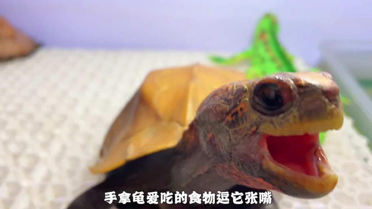 乌龟生病如何喂药?保姆级教程来了!