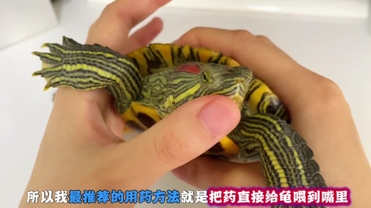 乌龟生病如何喂药?保姆级教程来了!