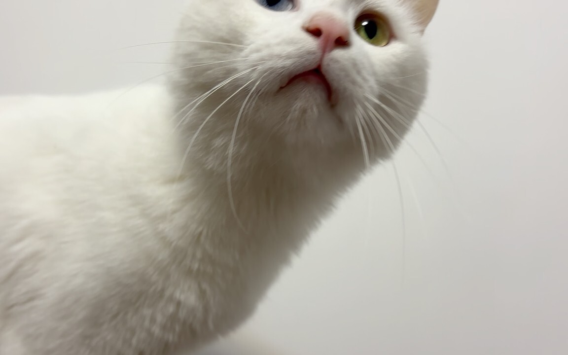猫有没有“自我”认知？揭秘猫咪的内心世界