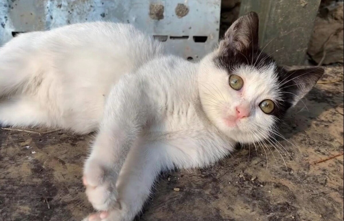 猫有没有“自我”认知？揭秘猫咪的内心世界