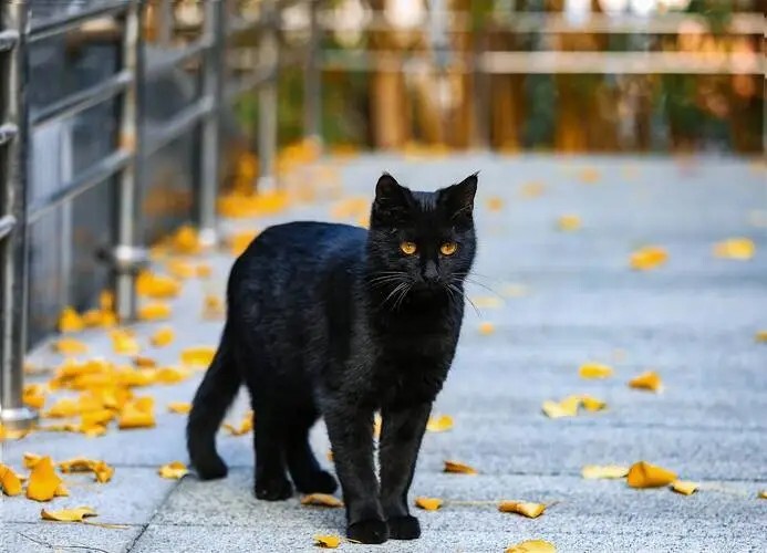 中华田园猫之“玄猫”冷知识：从古代流传到现代的辟邪物