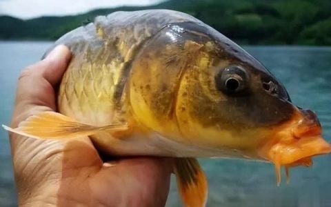 夜钓鲫鱼选深水还是浅水？一文教你选好钓点