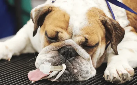 短头犬麻醉管理指南：如何安全应对 BOAS 患者的麻醉风险