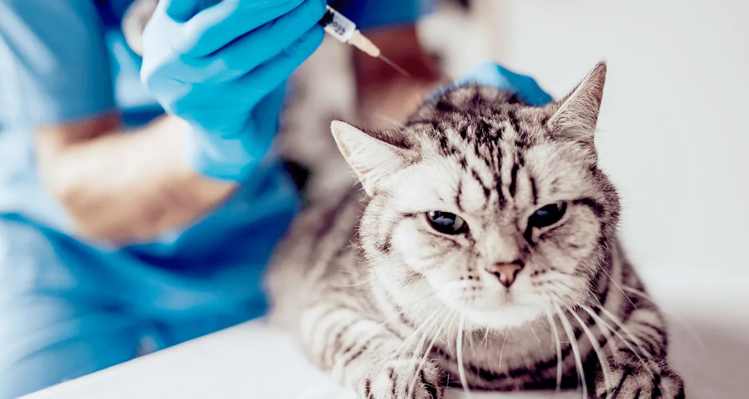 猫用类固醇治疗:了解口服与注射的利弊与替代方案