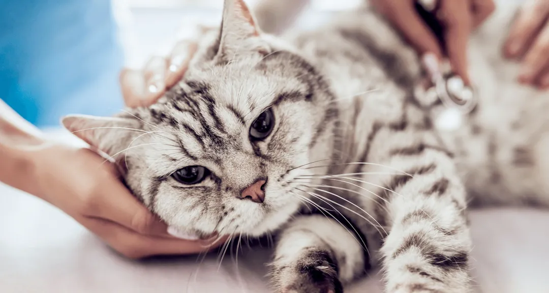 猫用类固醇治疗:了解口服与注射的利弊与替代方案
