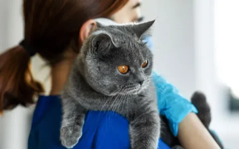 猫用泼尼松龙详解：治疗范围、副作用及应对策略