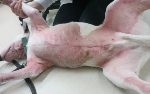 犬类瘙痒症治疗攻略大全，从原因识别到解决问题