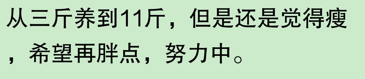 为啥大家不觉得自己养的动物胖?网友:宠物胖瘦,就像掌中沙,难