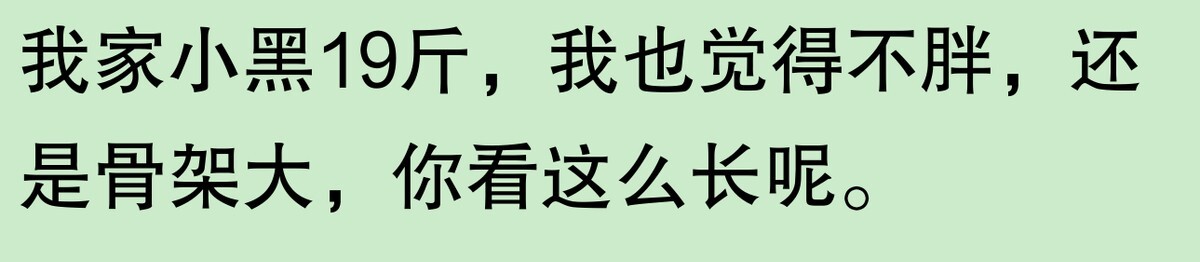 为啥大家不觉得自己养的动物胖?网友:宠物胖瘦,就像掌中沙,难