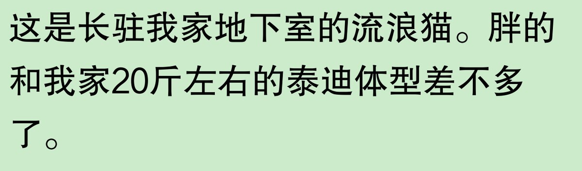 为啥大家不觉得自己养的动物胖?网友:宠物胖瘦,就像掌中沙,难