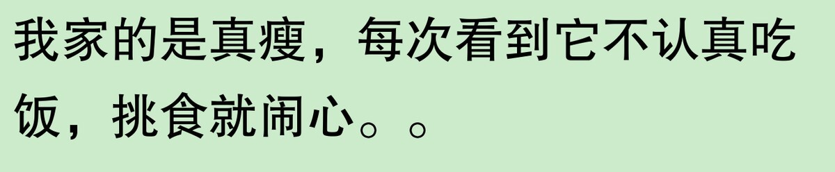 为啥大家不觉得自己养的动物胖?网友:宠物胖瘦,就像掌中沙,难