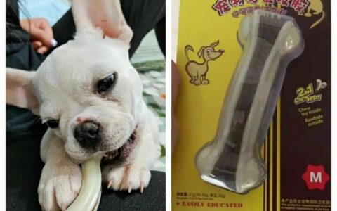 狗狗在家不寂寞！推荐几款耐咬玩具和互动神器