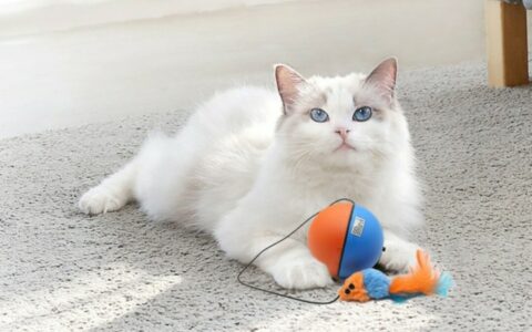猫咪独自在家无聊？这 5 款玩具让它自嗨一整天